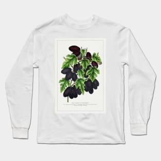 New American Mulberry Lithograph (1900) Long Sleeve T-Shirt